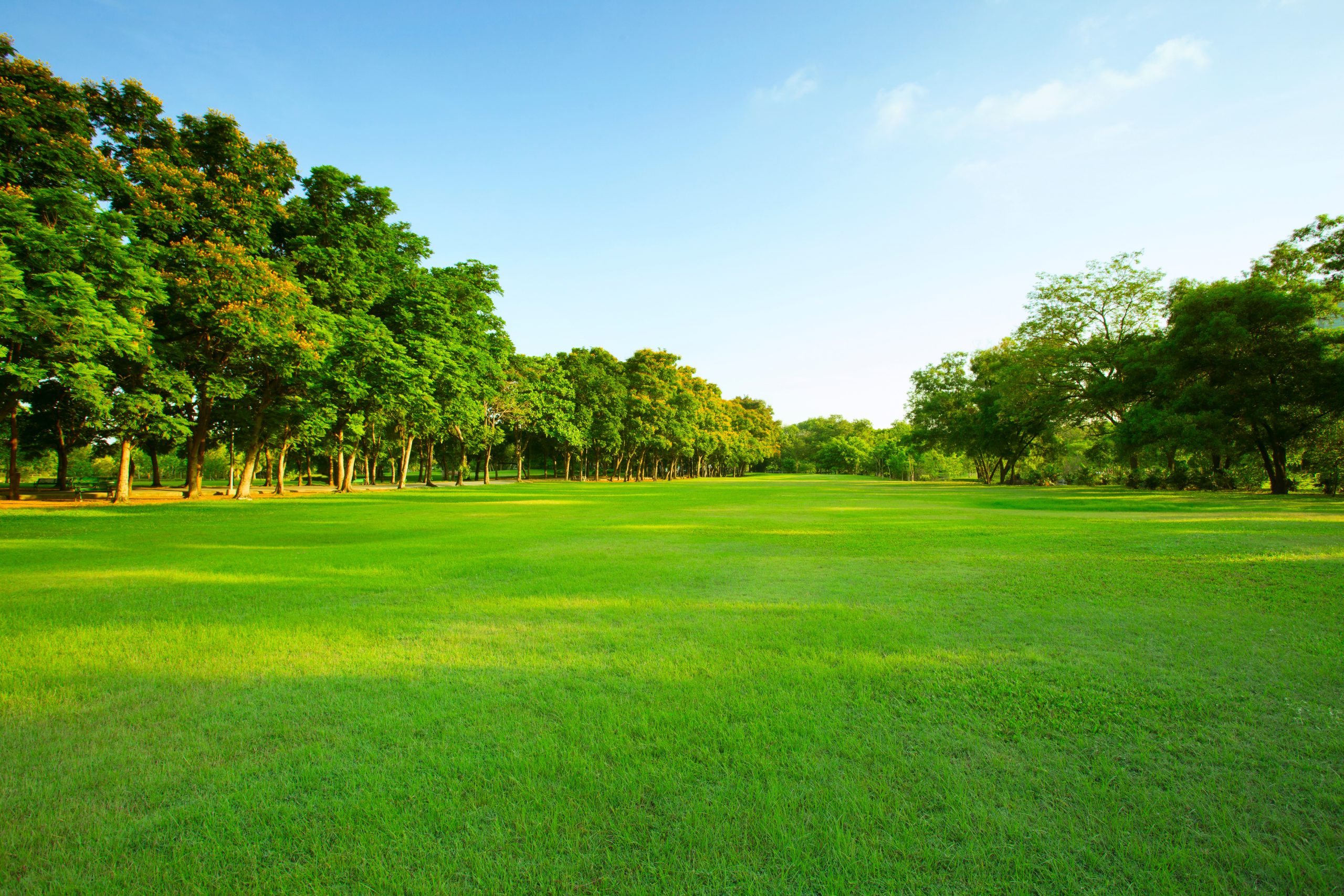 Open land with mature trees at a Charlotte-area site